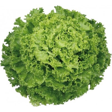 Salade Frisée Verte Bio (P)